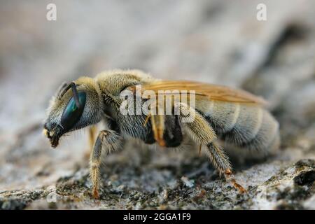 Detailed closeup of a female of the Mealy Metallic-Furrow Bee, Vestitohalictus pollinosus Stock Photo