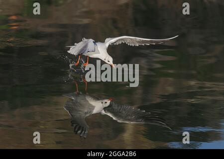 Tern in flight looking for food seeing reflection in the water. Douro river, Porto, Portugal. Stock Photo