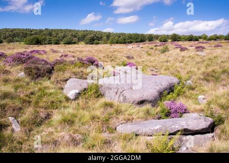 Derbyshire UK – 20 Aug 2020: The Peak District landscape is most beautiful in August when flowering heathers turn the countryside pink, Longshaw Estat Stock Photo