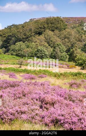 Derbyshire UK – 20 Aug 2020: The Peak District landscape is most beautiful in August when flowering heathers turn the countryside pink, Longshaw Estat Stock Photo