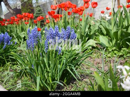 First garden spring bulbous flowers blue muscari or grape hyacinth also known as bluebells or bluebonnets with red tulips in the background on a beaut Stock Photo