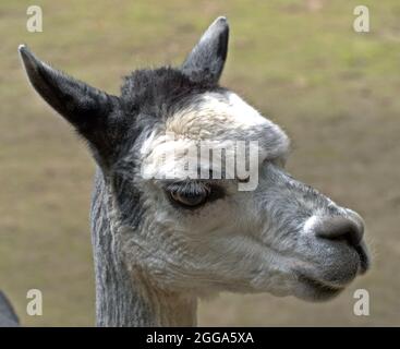 Portrait of an alpaca Stock Photo