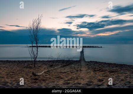 Wooden and concrete breakwater, composition of dry trees on the beach in the evening time, blurry water of the Baltic Sea Stock Photo