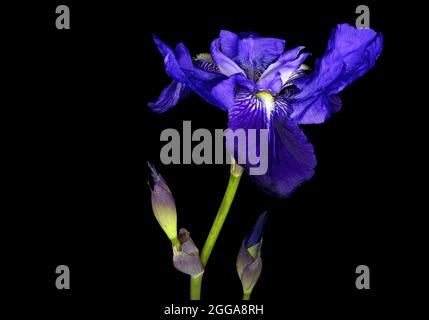 Iris sibirica, commonly known as Siberian iris or Siberian flag, is a species in the genus Iris. It is a rhizomatous herbaceous perennial, from Europe Stock Photo