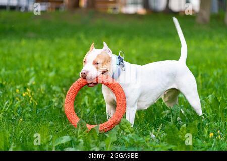 Lovely and happy american pitbull terrier puppy running across meadow with orange hoop in mouth Stock Photo