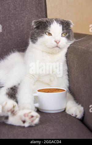 A cute fold-eared cat sits with a cup of coffee. Stock Photo