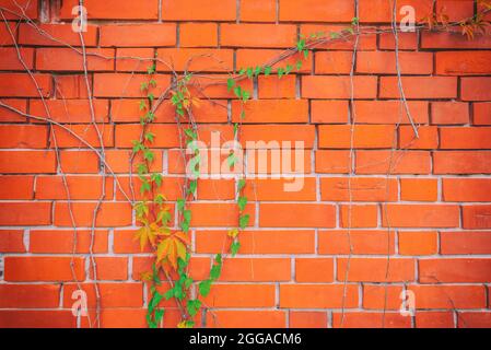 Red brick wall pattern surface texture with Ivy plant with leaves, green creeper bush and vines. Material for design decoration background. Stock Photo