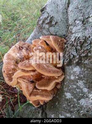 Meripilus Giganteus, brown fungus growing wild, in layers around a tree ...