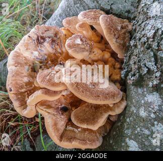 Meripilus Giganteus, brown fungus growing wild, in layers around a tree ...