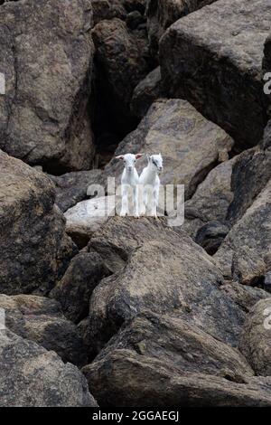 Two small white goats standing on the rocks Stock Photo
