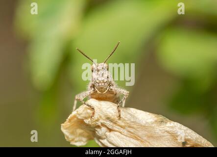 A grasshopper stands on the grass in a field Stock Photo
