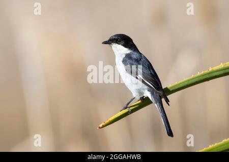 Fiscal Flycatcher (Sigelus silens silens)  near Robertson, Western Cape, South Africa Stock Photo