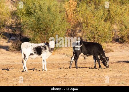 Nguni Cattle,  a hardy hybrid breed indigenous to South Africa, in a pasture at sunset in the Western Cape Stock Photo