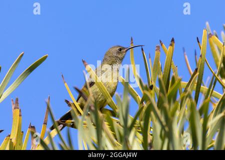 Orange-breatsed Sunbird (Anthobaphes violacea) juvenile in mountain fynbos in the Riviersonderend Mountains near McGregor, Western Cape, South Africa Stock Photo
