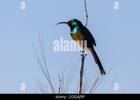 Orange-breatsed Sunbird (Anthobaphes violacea) breeding male  in mountain fynbos in the Riviersonderend Mountains near McGregor, Western Cape, South A Stock Photo