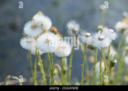 Closeup of fluffy dandelions. Wildflowers. Selected focus. Stock Photo