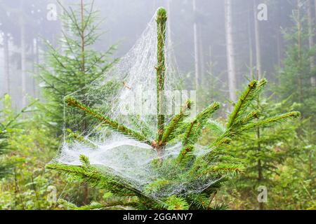 Spruce tree with spider web in a forest Stock Photo