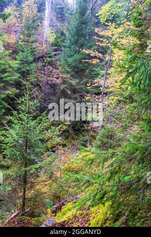 Spruce trees in a forest with autumn colors Stock Photo