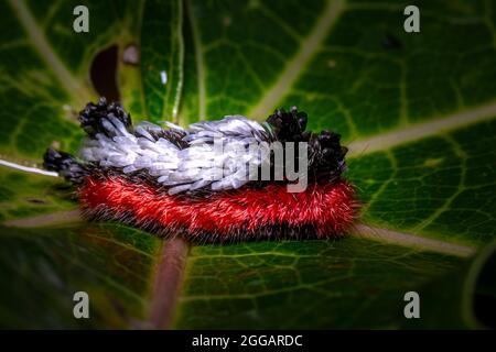 Shag carpet caterpillar - Prothysana felderi close up macro image Stock Photo