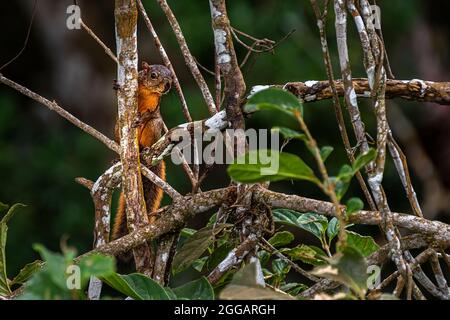 Red-tailed squirrel image taken in the rain forest of Panama Stock Photo