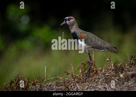 Southern lapwing close up image taken in Panama Stock Photo