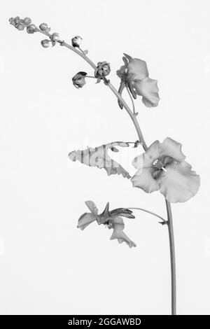 Black and white image of Diascia 'Ruby field' Stock Photo