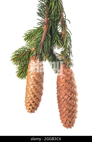 Spruce branch with cone isolated on white Stock Photo