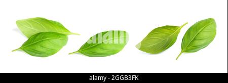 Fresh basil leaves  isolated on white background Stock Photo