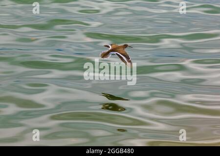 common sandpiper, actitis hypoleucos flying over the river enns in upper austria Stock Photo