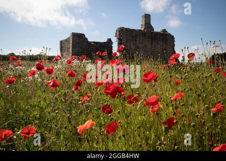 A field of red poppies near to some of the ruins of Lindisfarne Priory, Holy Island, Northumberland, England. Stock Photo