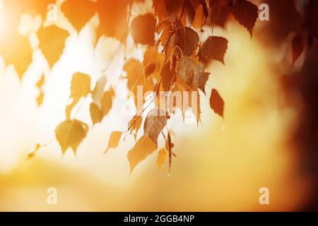 Red birch leaves, wet from the rain, hang on the branches, illuminated by the rays of the setting sun on an autumn day. September. Stock Photo