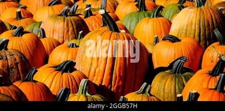 Pumpkins in a pile on the ground harvested in the fall autumn Stock Photo