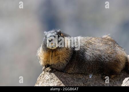 Marmot on Mount Evans Stock Photo