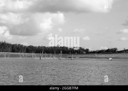 Dead trees in Tinaroo Falls Dam Stock Photo - Alamy