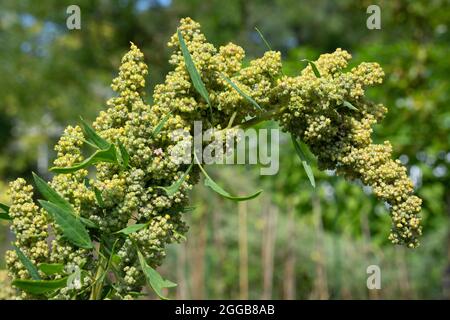 Quinoa plant with seed close up in the garden Stock Photo