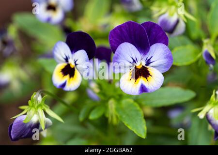 Pansy hybrid Viola F1 plants with violet, blue and yellow tricolor flowers flowering in an English garden in August Stock Photo