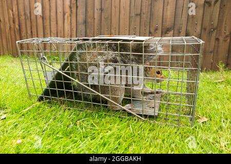 Wild grey squirrel caught and trapped in a humane trap after causing a nuisance in a suburban garden by digging up the lawn. Squirrels are a  vermin pest. UK (127) Stock Photo