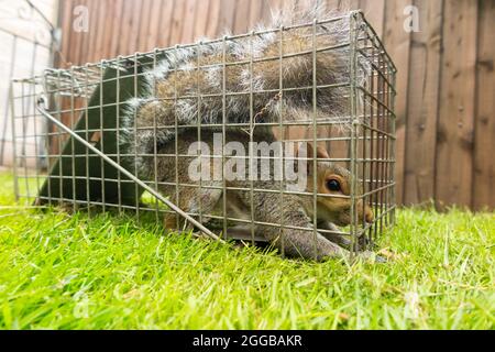 Wild grey squirrel caught and trapped in a humane trap after causing a nuisance in a suburban garden by digging up the lawn. Squirrels are a  vermin pest. UK (127) Stock Photo