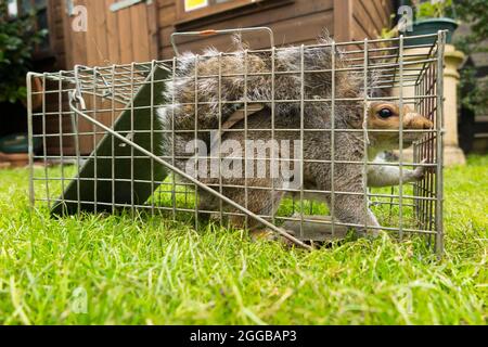 Wild grey squirrel caught and trapped in a humane trap after causing a nuisance in a suburban garden by digging up the lawn. Squirrels are a  vermin pest. UK (127) Stock Photo