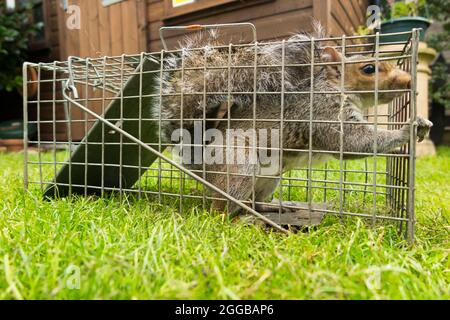 Wild grey squirrel caught and trapped in a humane trap after causing a