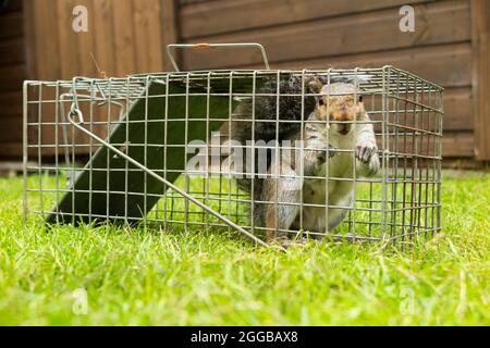 Wild grey squirrel caught and trapped in a humane trap after causing a nuisance in a suburban garden by digging up the lawn. Squirrels are a  vermin pest. UK (127) Stock Photo