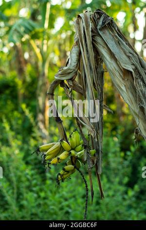 Semi-raw semi-ripe banana on a dead tree into the forest Stock Photo