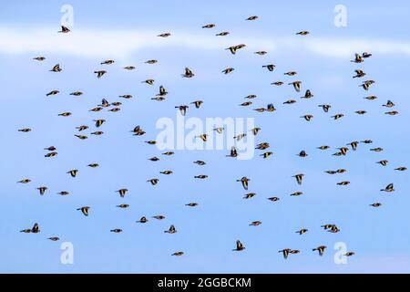 Large flock of European goldfinches (Carduelis carduelis) in flight against blue sky in winter Stock Photo