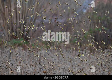 Large flock of European goldfinches (Carduelis carduelis) foraging in sunflower field in search of seeds to eat in winter Stock Photo