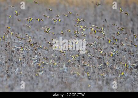 Large flock of European goldfinches (Carduelis carduelis) foraging in sunflower field in search of seeds to eat in winter Stock Photo