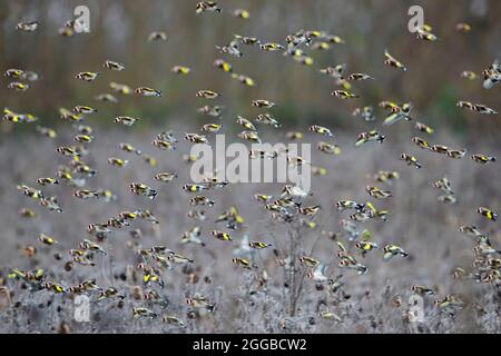 Large flock of European goldfinches (Carduelis carduelis) foraging in sunflower field in search of seeds to eat in winter Stock Photo