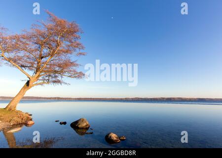 Tree on the shore of Großer Plöner See / Great Plön Lake / Lake Plön / Grosser Ploener See in winter, Schleswig-Holstein, Germany Stock Photo