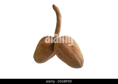 Swietenia mahagoni fruit on isolated white background Stock Photo
