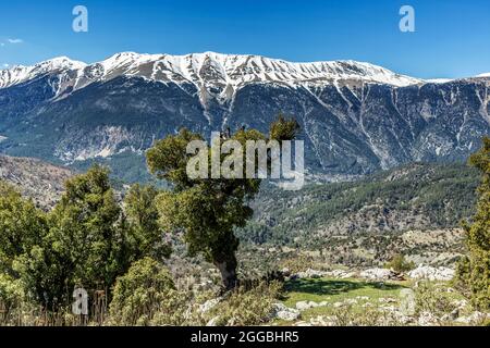 The colors of nature in the Bey Mountains. Peony flowers growing, cedar forests, lake and snowy mountains... Stock Photo