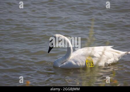 White swan with yellow tag Stock Photo